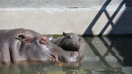 NOVA SARADNJA RUSIJE I AFRIKE Pregovori u toku