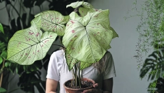 LJUBAV DO NEBA Ukoliko vas privlače biljke koje rastu do plafona, dajemo vam savete za šest najboljih