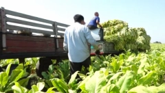 DETALJI PUCNJAVE U INĐIJI Skočio sam iz prikolice da ih smirim, biciklista je zapucao, metak je proleteo između mene i traktoriste! Nismo znali šta nas je snašlo (VIDEO)