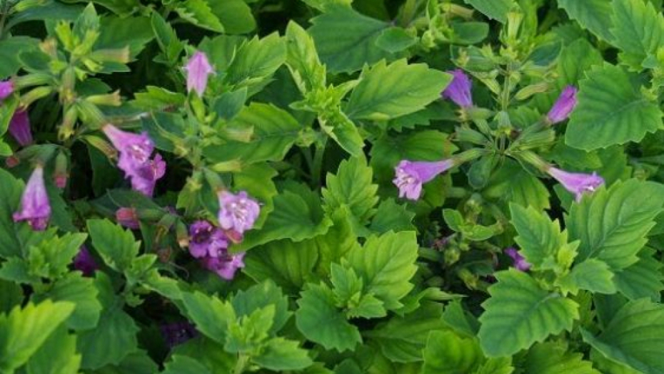 NAPRAVITE SAMI "KAP SREĆE" Recept ČUVENOG travara za otklanjanje anksioznosti