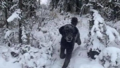 VIDITE LI ČOVEKA ILI PSA? Fotografija izazvala mnogo rasprava na internetu (FOTO)