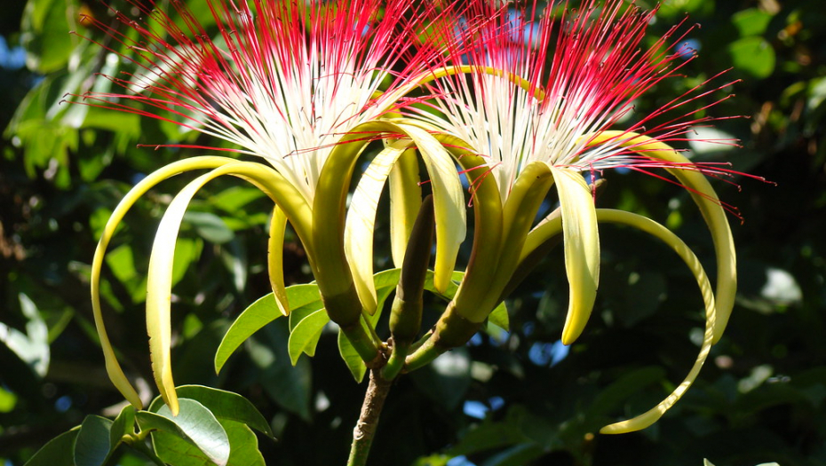 NE KOŠTA NIŠTA DA PROBATE Veruje se da onom ko ima ovu biljku u kući ne fali ni ljubavi ni novca