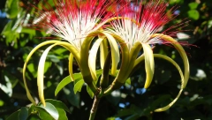 OVA BILJKA JE SIMBOL SREĆE I DUGOVEČNOSTI Veruje se da ćete, ako je posadite, uneti napredak u kuću