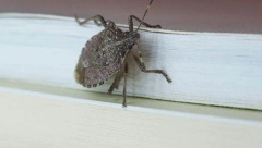 PRIRODNI SPREJ PROTIV SMRDIBUBA Rešite se napasti pomoću samo tri sastojka!