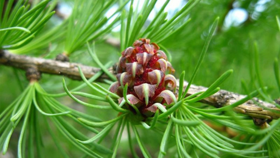 RUSKI NAUČNICI U DRVETU SIBIRA OTKRILI SASTOJAK, KOJE PRODUŽAVA ŽIVOT: "Na korak smo od eliksira mladosti", neizlečive bolesti postaće prošlost