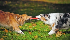 OVO SU NAJREĐI PSI NA SVETU Neki žive u specifičnim podnebljima, nisu kao ostale vrste