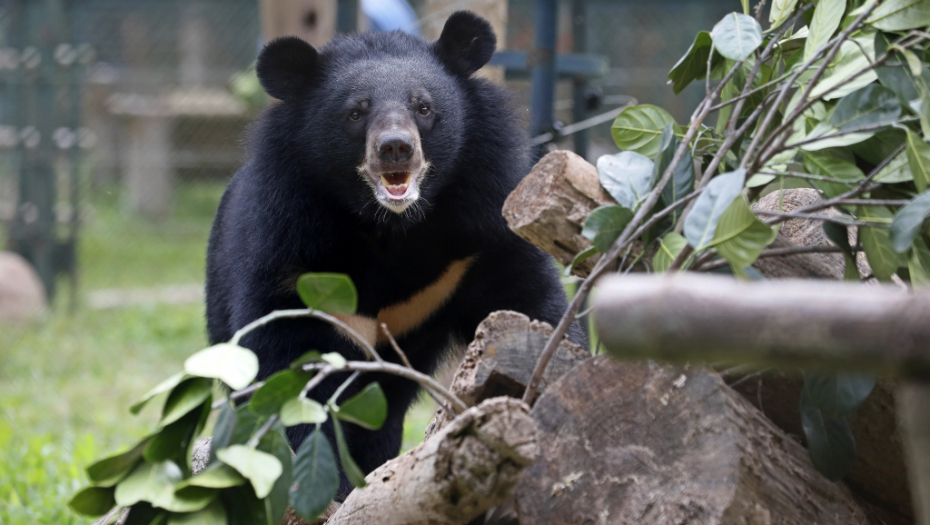 Užas kod Gacka: Razjareni medved napao stado ovaca i ranio psa!