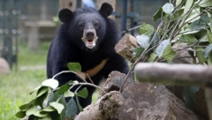 Užas kod Gacka: Razjareni medved napao stado ovaca i ranio psa!