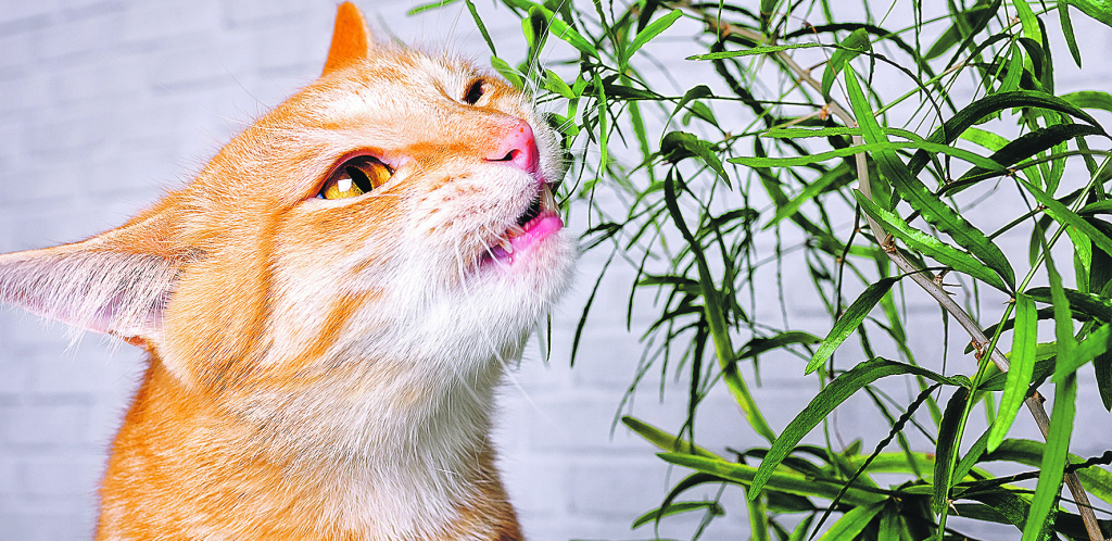 TROVANJE KOD MAČAKA Iako su izbirljive što se tiče hrane, često pate od trovanja jer vole svuda da gurnu  njuškicu