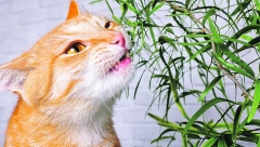 TROVANJE KOD MAČAKA Iako su izbirljive što se tiče hrane, često pate od trovanja jer vole svuda da gurnu  njuškicu