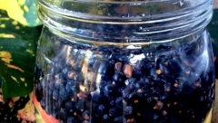 ISPRAVAK: “Vino” od borovnice i smreke ne ubija “svaku bolest”