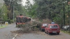 HAOS NA PETLOVOM BRDU Stablo palo na autobus na liniji 56