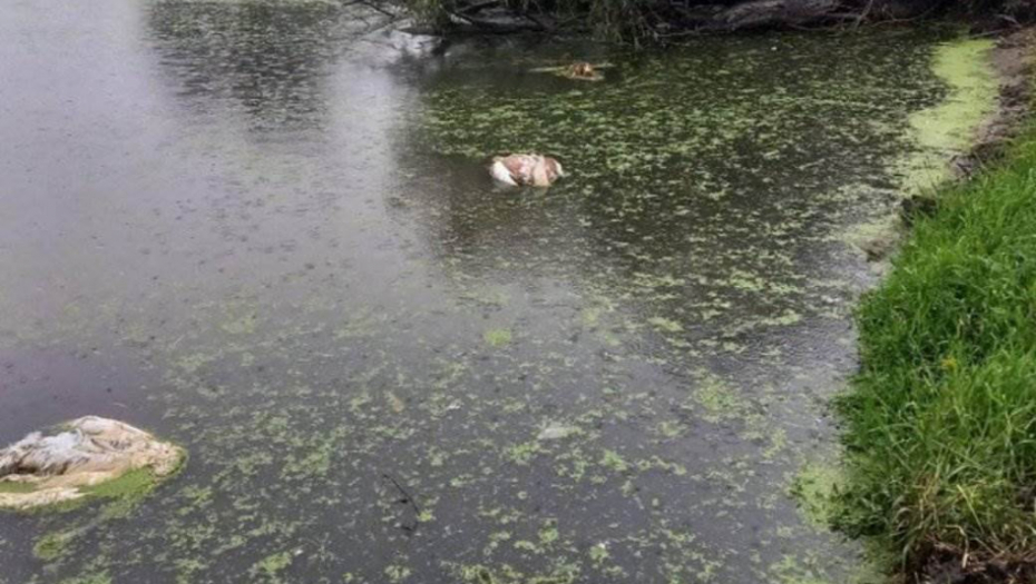 PRAVI POMOR KOD TAMIŠA Nađene 64 mrtve ptice, u pitanju su zaštićene vrste