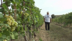 U SRPSKOJ TOSKANI RAĐA NAJUKUSNIJE GROŽĐE Svaka kuća u Topoli ima bar jedan vinograd (FOTO)