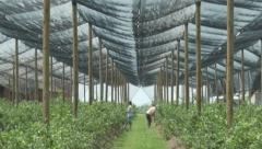OTKUPNA CENA VISOKA, A ROD DOBAR I KVALITETAN! Ovo voće je u najvećoj ekspanziji u Srbiji!(FOTO)