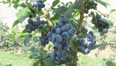 STRUČNJACI TVRDE Ove tri biljke su izuzetno zdrave, potpuno oporavljaju naš organizam