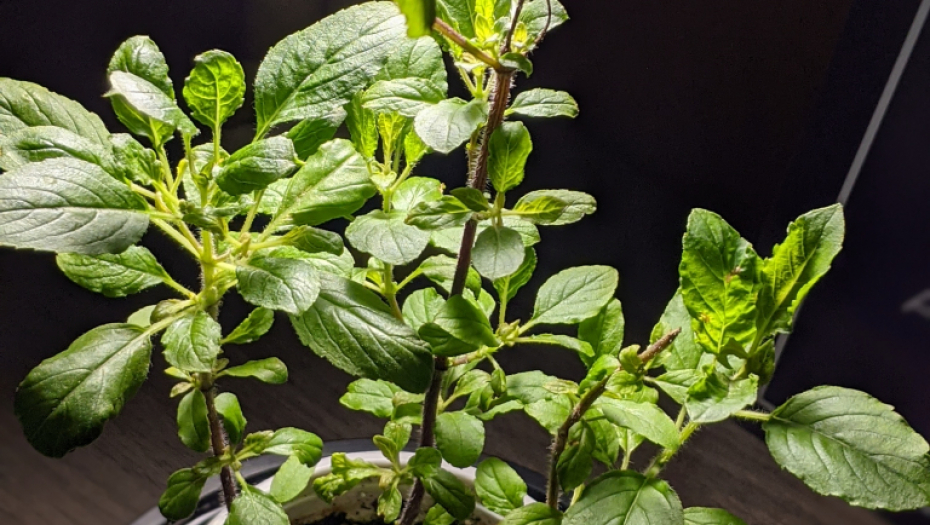 ČAJ OD OVE BILJKE Smiruje kašalj i simptome prehlade