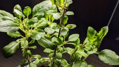 EVO ŠTA SVE TREBA DA ZNATE AKO IMATE BOSILJAK U KUĆI Ovakvu energiju privlači prema feng šui stručnjacima