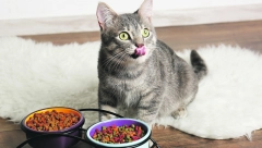 MEMORIJA ZA PREŽIVLJAVANE Selektivno pamćenje kod mačaka