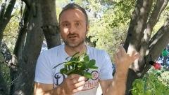 TRAVAR MOMČILO UPOZORAVA: Nije svaki beli luk zdrav, ovo su 4 znaka da su vam "uvalili" otrov