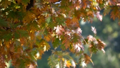 ZBOGOM LETU Najtoplije godišnje doba broji sitno, evo kad nam tačno stiže jesen