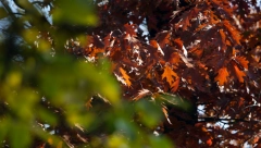 SRBIJU POGODILA ČUDNA METEOROLOŠKA POJAVA Za običnog čoveka ovo je nelogično, a evo šta kažu stručnjaci