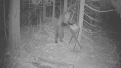 ZORAN ZA DVE GODINE DOBIO STO KILOGRAMA Veliki uspeh biologa na Tari, prvi put u čeku im ušetao isti medved