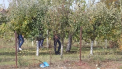 ONI SU UHAPŠENI ZBOG UBISTVA PORODICE ĐOKIĆ Pretili Džoniću i ucenjivali ga?