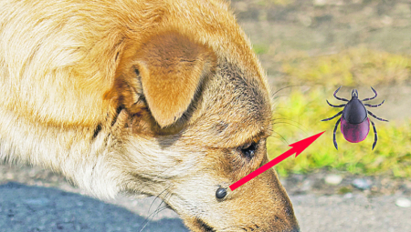 KRVOPIJE VREBAJU IZ TRAVE Čuvajte se, počinje im sezona, evo kako da se zaštitite!