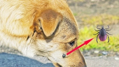 KRVOPIJE VREBAJU IZ TRAVE Čuvajte se, počinje im sezona, evo kako da se zaštitite!