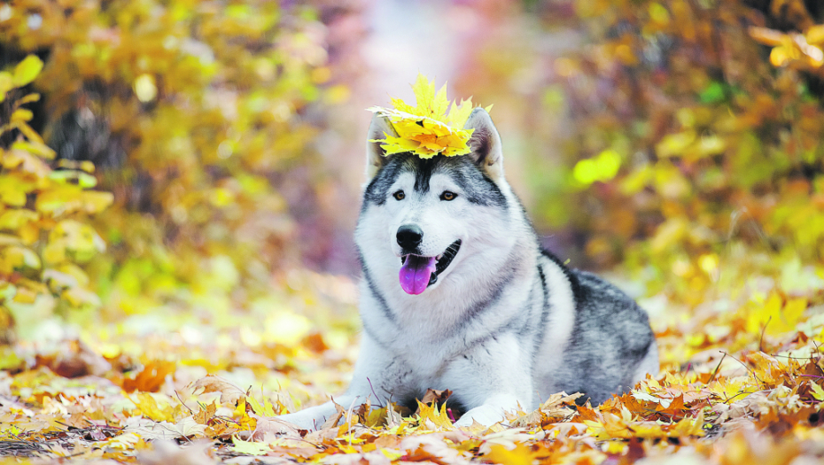 OMILJENA RASA PASA Otkriva kakva ste u stvari osoba