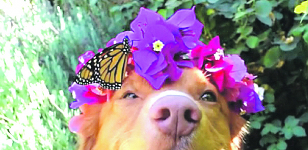 Upoznajte Mila, kralja leptira