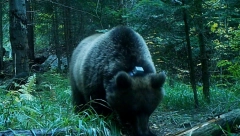 DOBIO IME PO ČUVENOM VOJSKOVOĐI Ovakav šumski gorostas još nije viđen u Srbiji: Na Tari obeležen najkrupniji medved (FOTO)