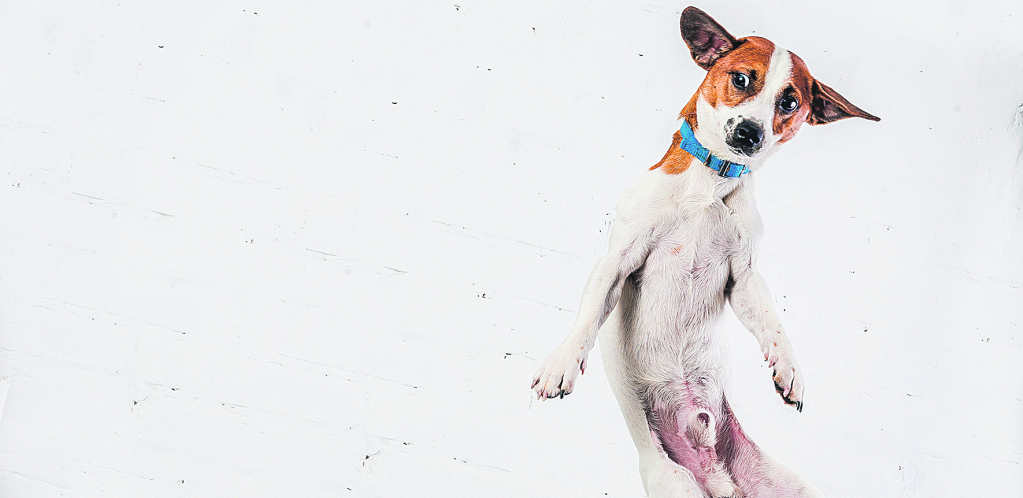 KRALJEVI BRZINE Top-lista 5 najbržih rasa