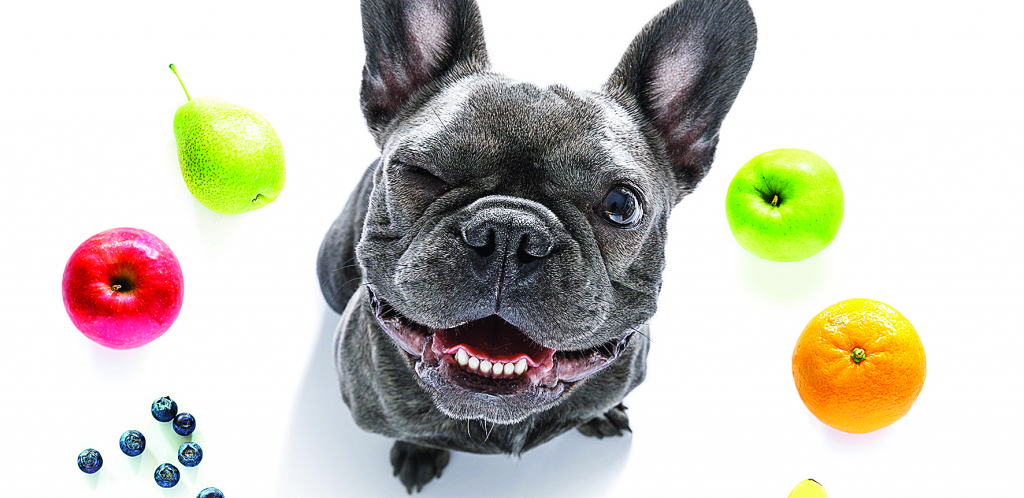 POŠTUJTE PRAVA ŽIVOTINJA! Vlasnike vege pasa čeka zatvor