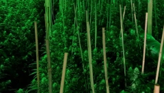 SREDOVEČNI BEOGRAĐANIN IMAO LABORATORIJU MARIHUANE Policija zaplenila veliku količinu opojne droge