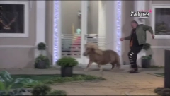 SMEH DO SUZA Miki Đuričić jurio ponija po dvorištu, zadrugari vrištali od smeha! (VIDEO)