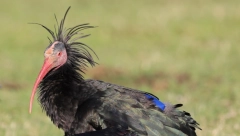 IZUZETNO RETKA "ZVERKA" PRIMEĆENA NA BALKANU Izumrla u ovom delu Evrope u 17. veku, na svetu ih ima 300