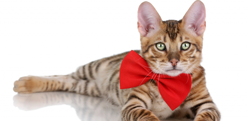 VLASNICI SU HTELI DA SE ZABAVE SA KUĆNIM LJUBIMCEM Ovaj urnebesni video je nasmejao mnoge