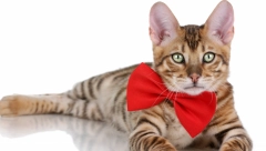 VLASNICI SU HTELI DA SE ZABAVE SA KUĆNIM LJUBIMCEM Ovaj urnebesni video je nasmejao mnoge