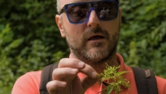 ČAJ OD OVE BILJKE DIŽE IZ MRTVIH Travar Momčilo otkrio recept za lek za oporavljanje od upale pluća