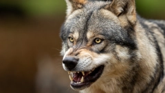 VUKOVI PRAVE POKOLJ U SELIMA OKO KRALJEVA Do sada zaklali 100 ovaca, meštani u strahu (FOTO)