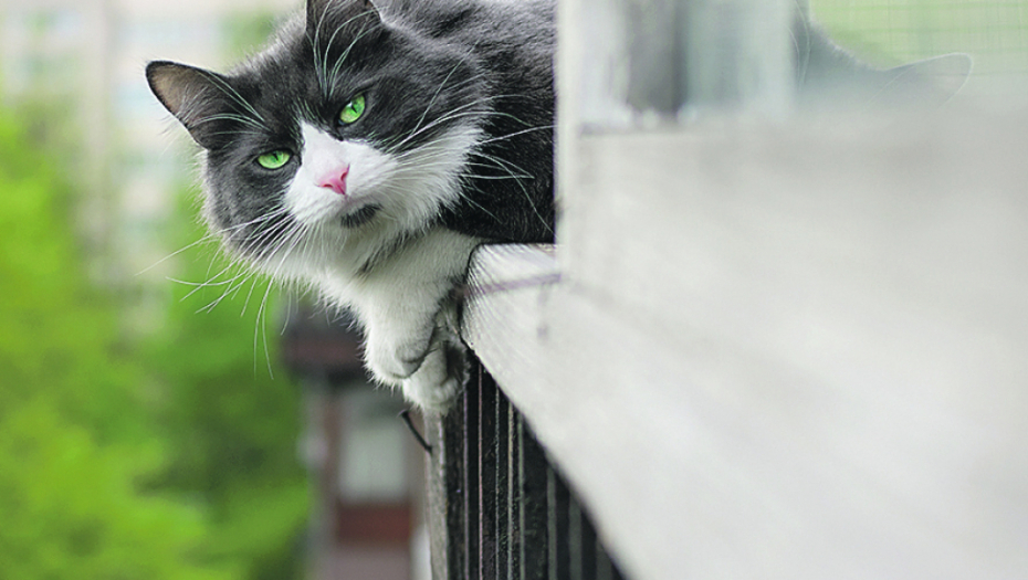 NISU SVE MAČKE U RATU SA SNEGOM Neke obožavaju da se igraju na njemu (VIDEO)
