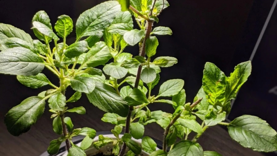 OVE BILJKE DONOSE SREĆU I ZDRAVLJE Neutrališu negativnu energiju u vašem domu