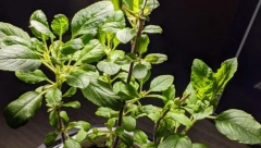 SVE ŠTO NISTE ZNALI O ZAČINJSKOM BILJU Nana hladi, a evo zašto bosiljak ne treba da sečete nožem