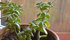 OVU BILJKU ZOVU DRVOM ŽIVOTA Svojim listovima simbolizuje bogatstvo