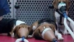 NEKA IH NEKO SPREČI Jeziva okrutnost, pogledajte kako muče životinje, testiraju cigarete na njima! (FOTO)