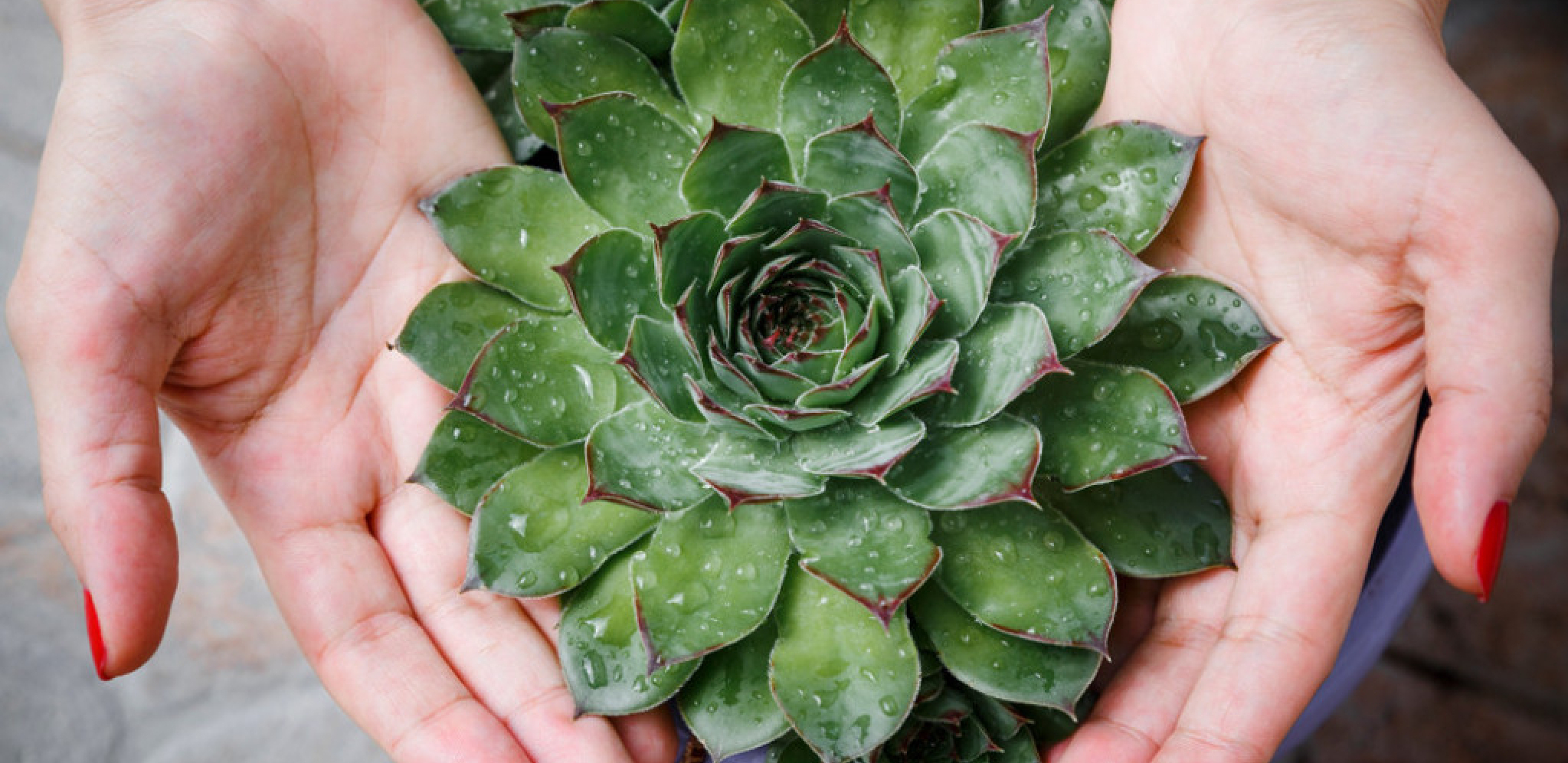 Prirodni melem za kožu: Recept za mast od čuvarkuće