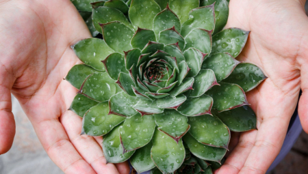 Prirodni melem za kožu: Recept za mast od čuvarkuće