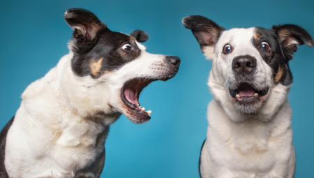 VIC DANA Idu dva psa ulicom i prvi kaže drugom...